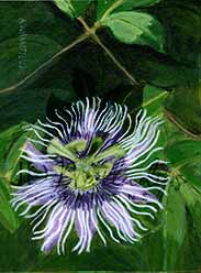 blank artistic note card reproduced from painting of purple and white passionfruit flower with background of green leaves