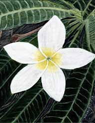 plumeria frangipani floral art notecard white flower with yellow center surrounded by green leaves with light green veins on each leaf